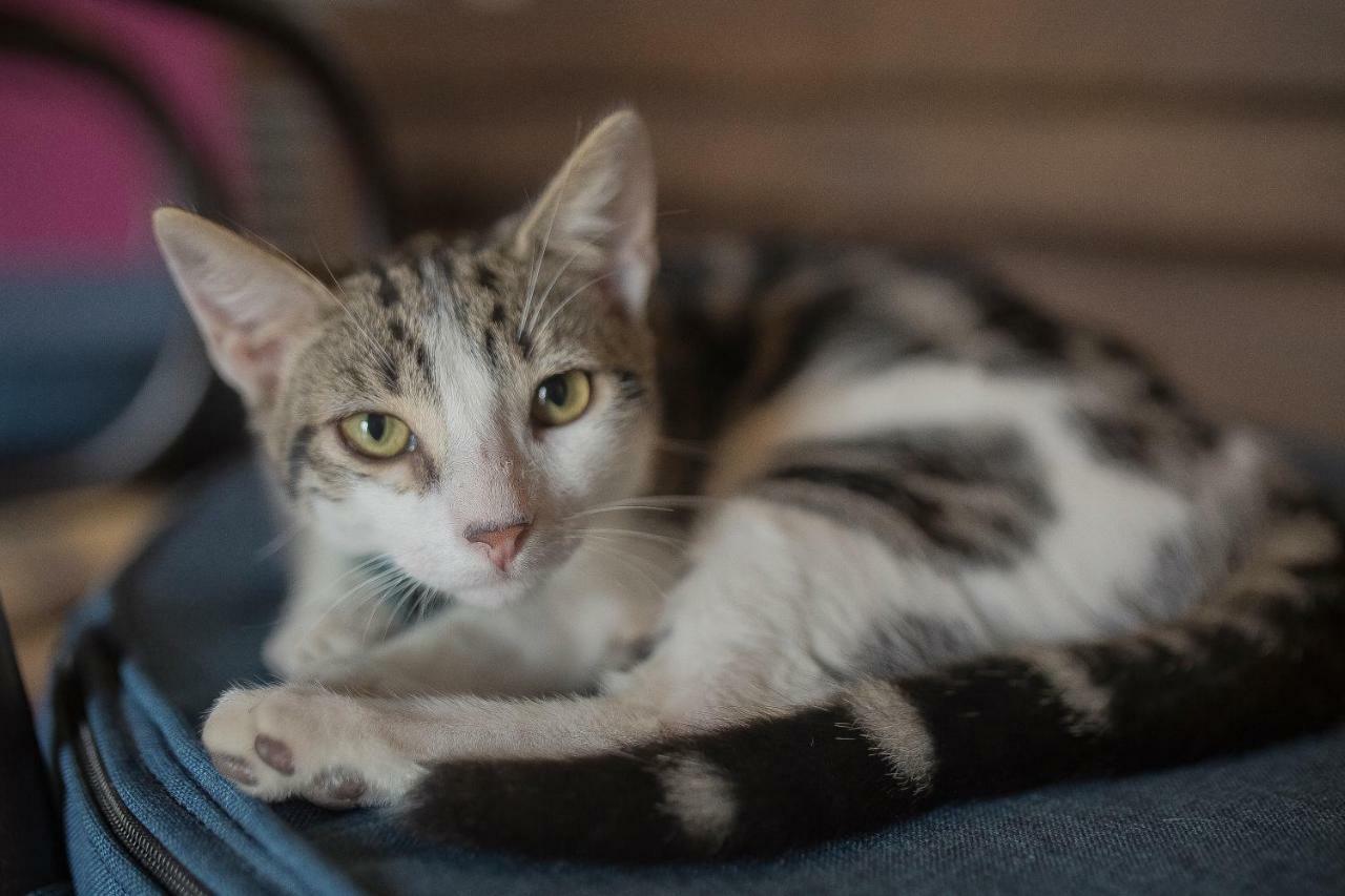 Hotel Sophia By Oxohotel 5*